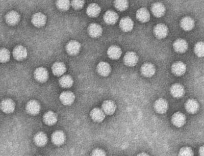Gene Therapy for Pandemic Flu Virus