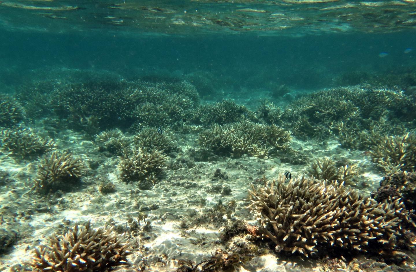 Bleached staghorn corals in Guam
