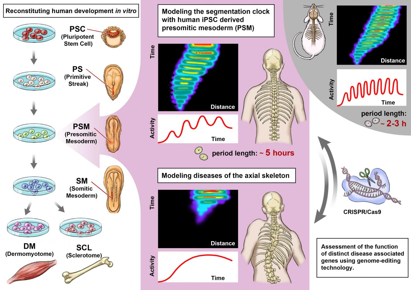 Reconstituting human development in vivo