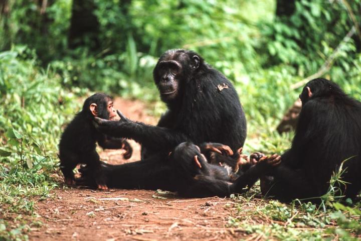 Gregarious Chimps