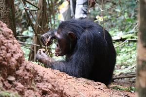 A Gombe chimpanzee using a termite fishing tool to fish termites