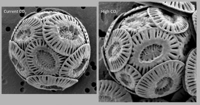 Coccoliths Grown under Current and High CO2 Levels