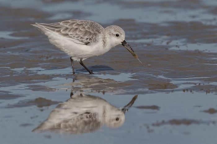 Sanderling on a mudflat