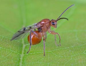 Wayne State University receives NSF grant to gain insight on the evolution of parasitic wasps