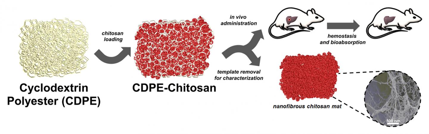 Simplified Illustration of the Chitosan Templating Process