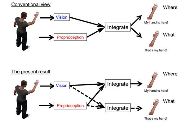 What and Where in the Processing of Body-Part Information (2 of 2)