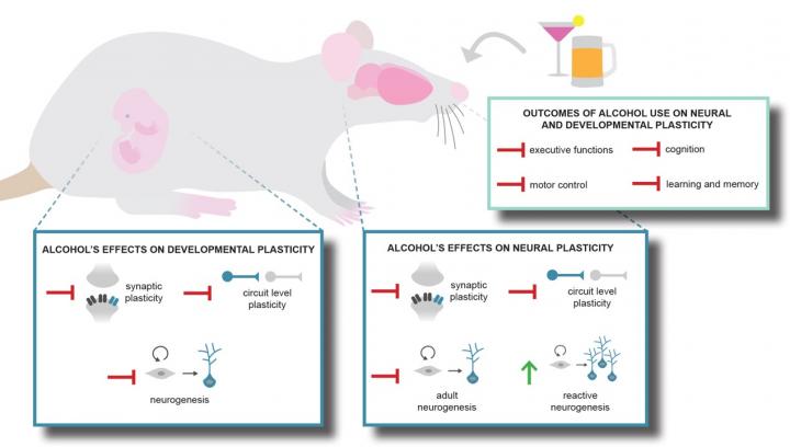 Neural plasticity