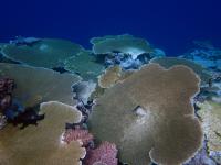 Coral Dominated Reef in the Indian Ocean