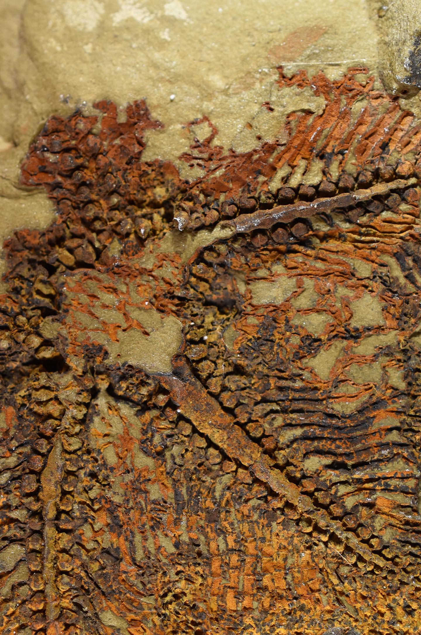 Cantabrigiaster fezouataensis from the Lower Ordovician