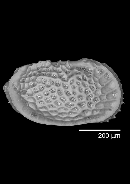 One of the small shells - Ostracod, Neocytheretta faceta. (Photo credit: Dr Yuanyuan Hong)