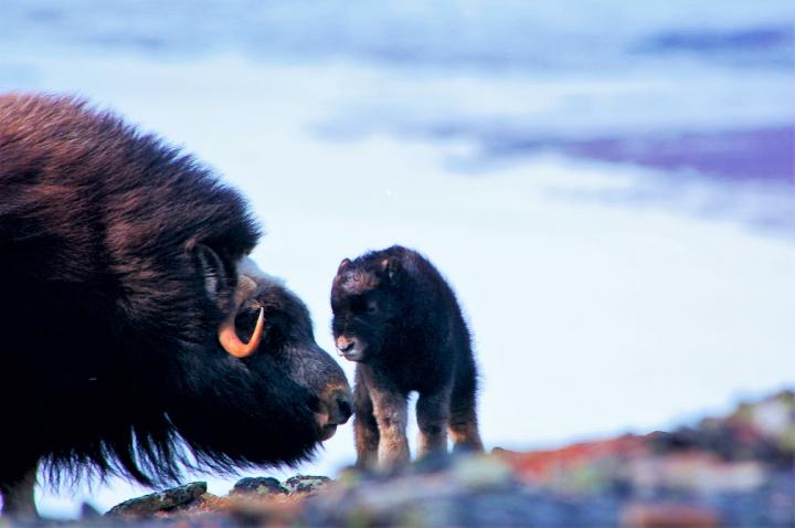 Mother Muskox