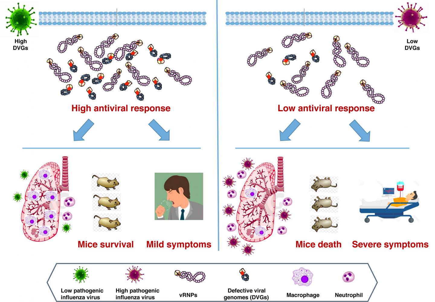 Newly Discovered Viral Marker Could Help Predict Flu Severity in Infected Patients