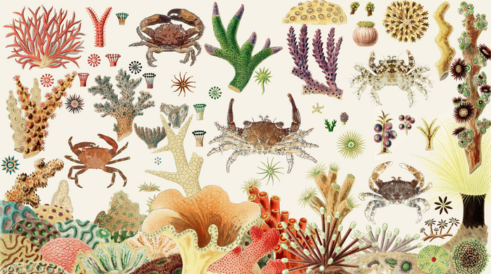 Crabs and corals