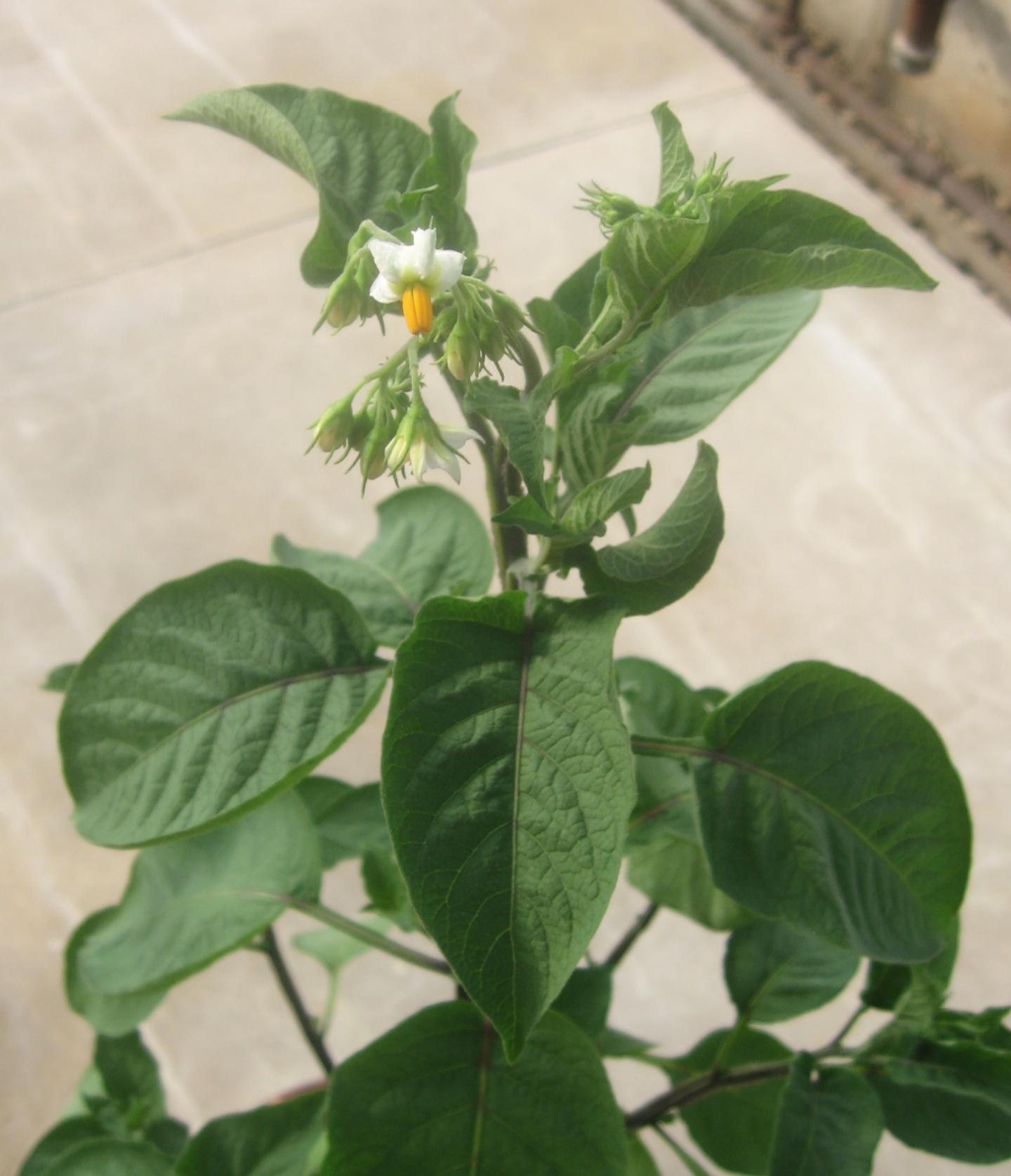 Wild Potato Cultivar