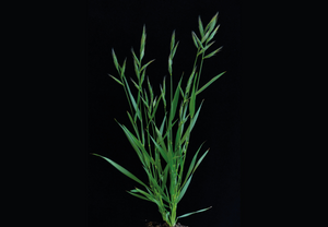 The wild model grass Brachypodium distachyon.
