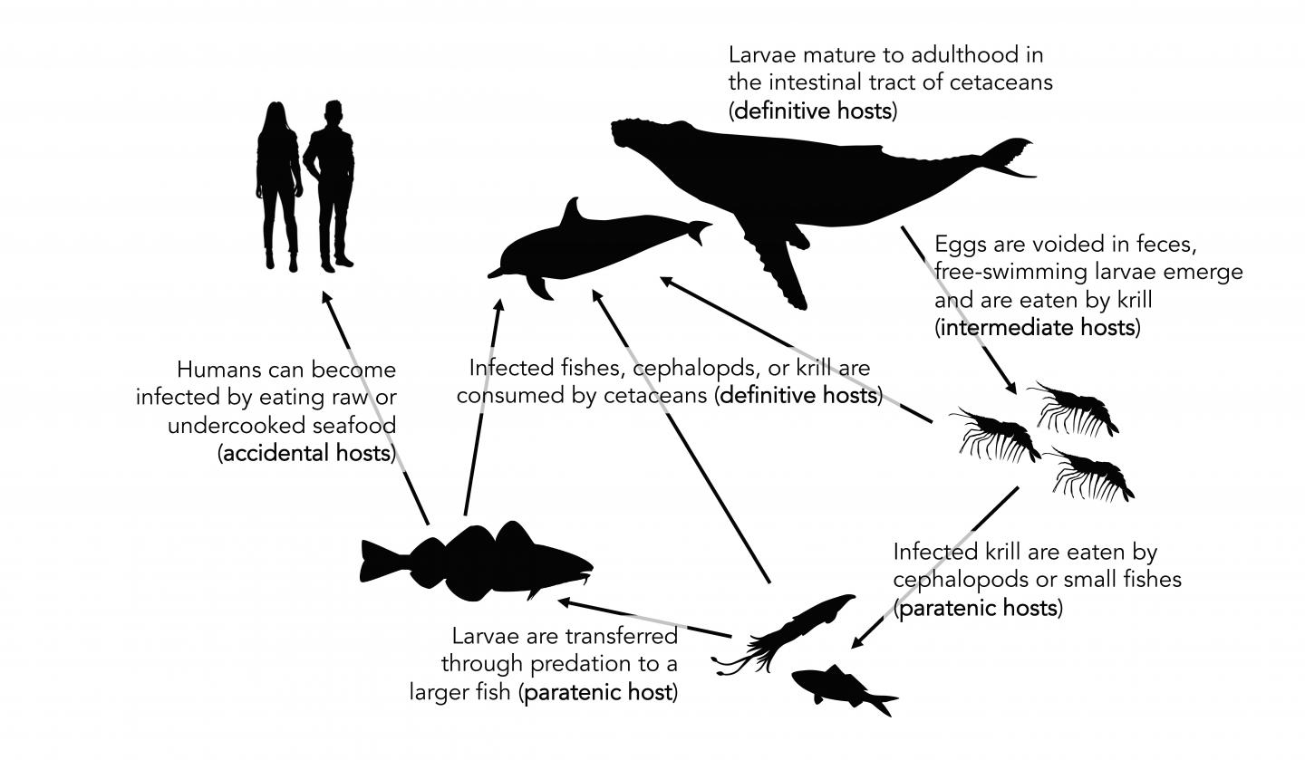 Life Cycle Graphic