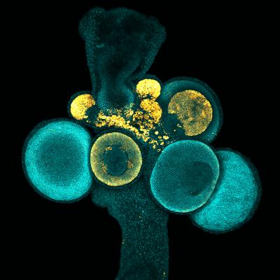 A Male Sexual Polyp of the Cnidarian Hydractinia Symbiolongicarpus