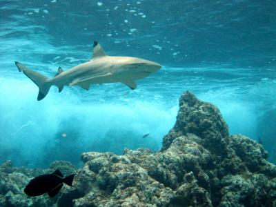 Black Tip Reef Shark -- Rose Atoll, American Samoa