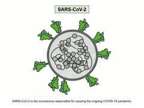 Neuropilin-1 (NRP1) is a host factor for SARS-CoV-2 infection