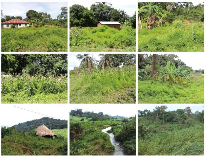 Mimosa diplotricha invasions in southern Tanzania (top row), northern Malawi (middle row), and western Ethiopia (bottom row)