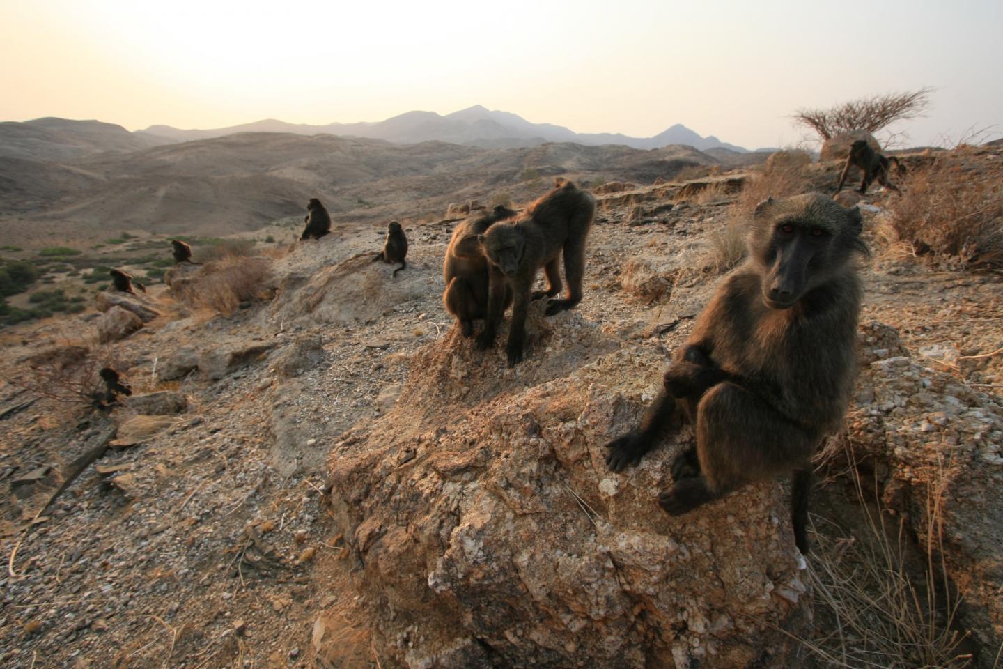 Baboon Troop in Namibia (2 of 2)