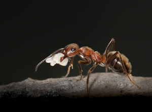 Wood ant