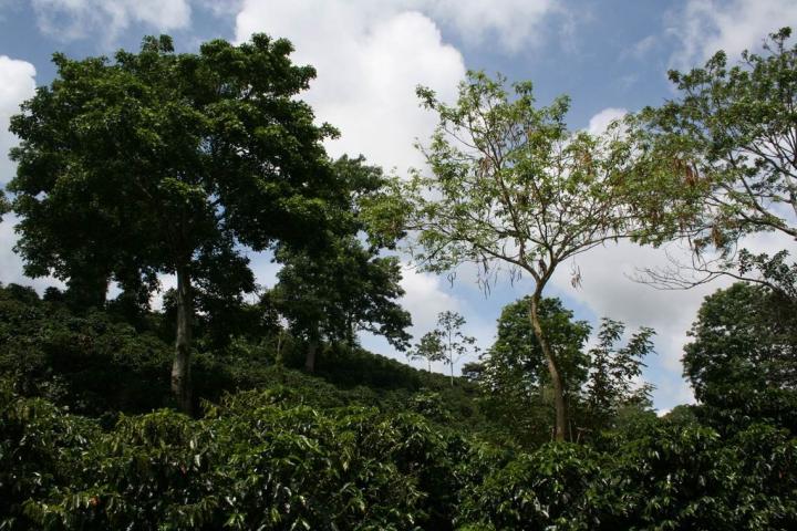 Plant Diversity in Agroecosystems