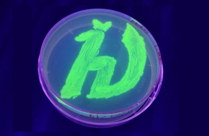 Petri Dish with Bacteria