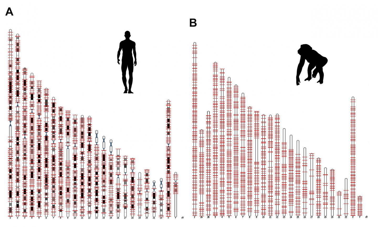 Genetic Makeup Of Humans And Chimps | Saubhaya Makeup