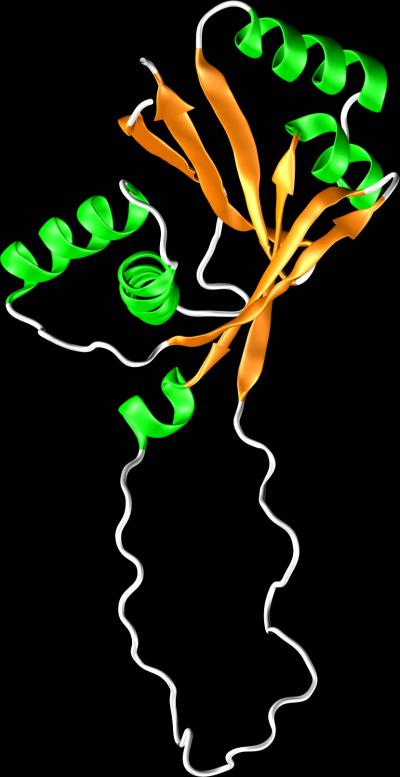 ATP7B Protein