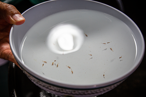 Post-larvae shrimp at University of Guam