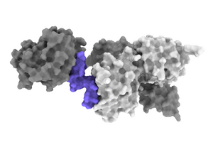 Insulin-mimicking molecule bound to the insulin receptor