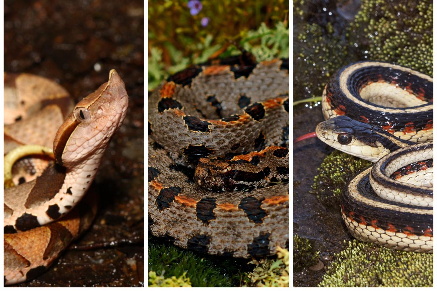 Three snake species