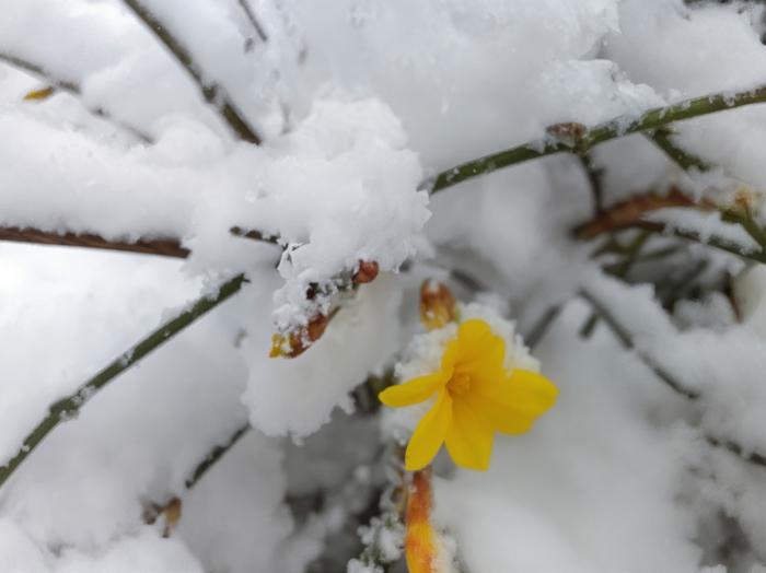 Snow and winter jasmine in Beijing during a coldwave on 18 March 2022