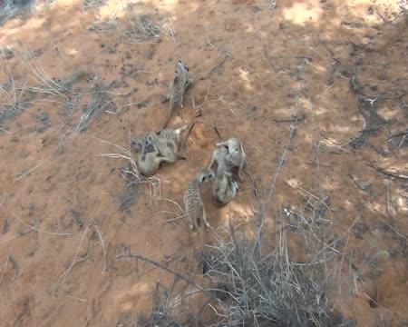 Meerkats Playing