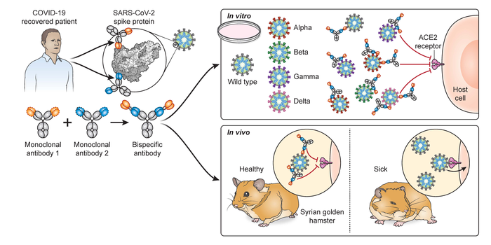 Bispecific Antibodies Neutralize SARS-CoV-2 Variants