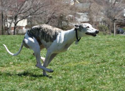 Whippet