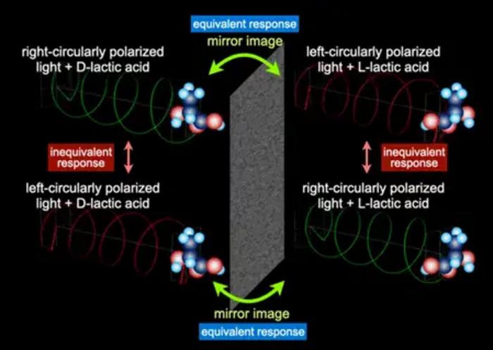 Figure 1: Response to circularly polarized light (chiro-optical effect) of a chiral material (lactic acid).