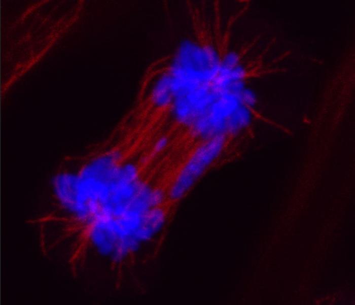 Abnormal cell division in RNF144B altered cell.