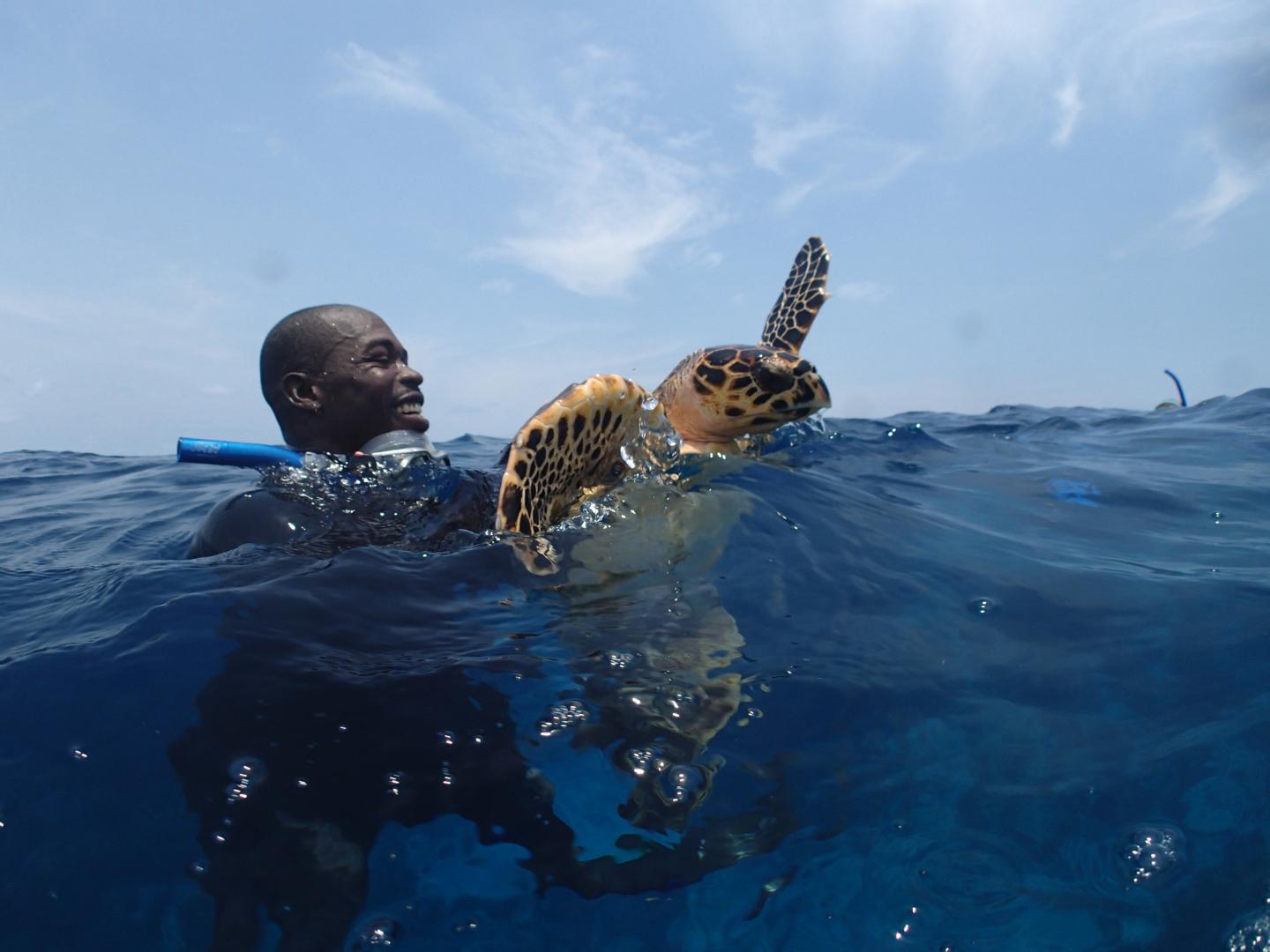 Hawksbill Turtle Research