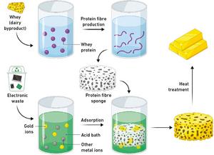 How the gold is recovered: Gold ions adhere to a sponge of protein fibrils.