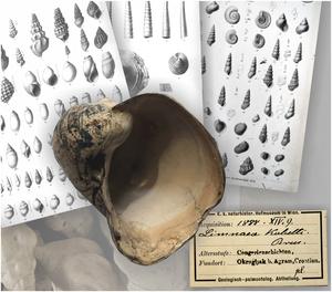 Radix kobelti, a fossil from the Miocene of Lake Pannon (near Zagreb, Croatia).