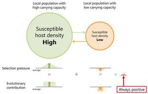 (Figure 3) Mechanism explaining why heterogeneities in host metapopulations cause the evolution of elevated pathogen virulence