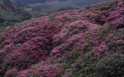 <i>Rhododendron ponticum</i>