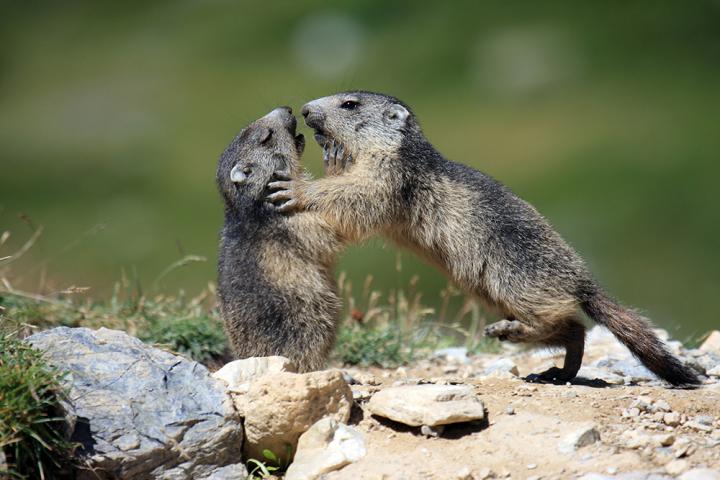 Playing Marmots