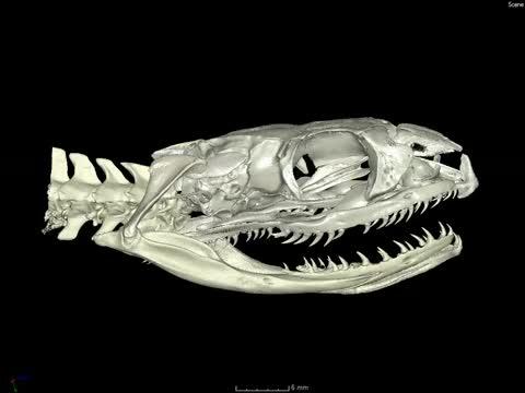 Fossilized Inner Ear Hints that Modern Snakes Had Burrowing Ancestors (1 of 2)