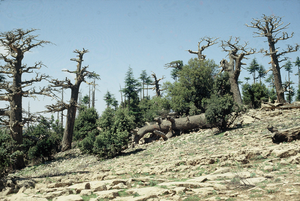 Forest in Morocco