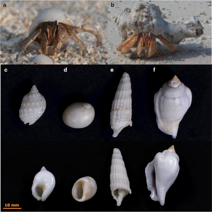 Hermit Crab Shells