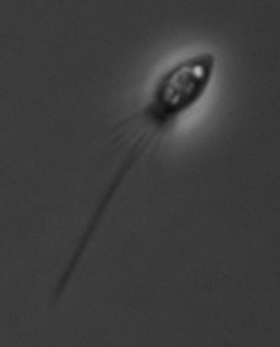 Choanoflagellate: <I>Monosiga brevicollis</I>
