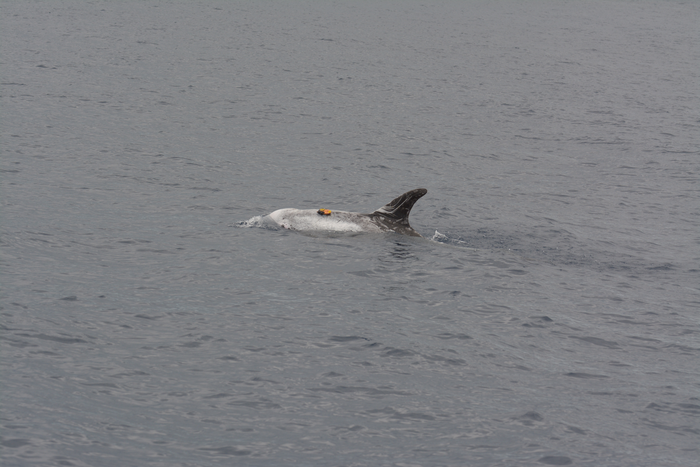 Risso's dolphin with biologging device